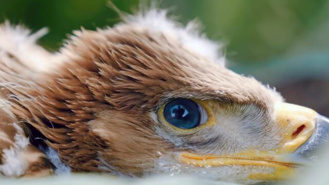 Vignette du programme télé Autriche, la nature en mouvement