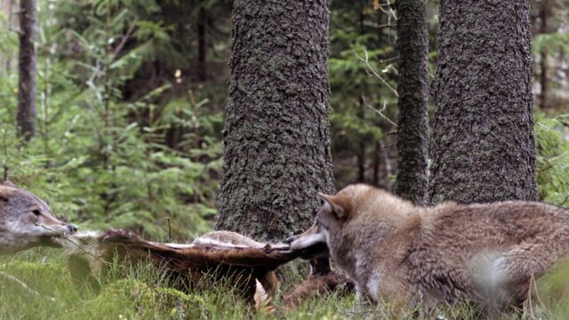 Vignette du programme télé Le loup, un vagabond sans frontière
