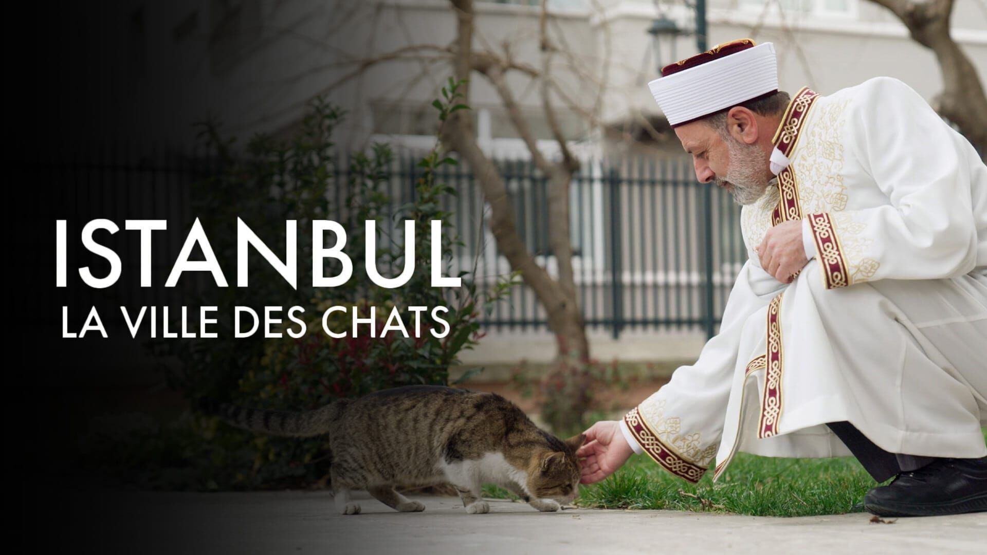 Vignette du programme télé Istanbul, la ville des chats