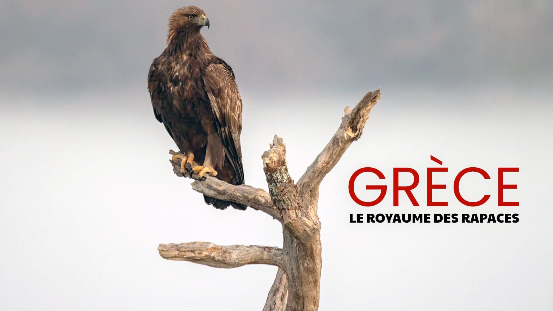 Vignette du programme télé Grèce, le royaume des rapaces