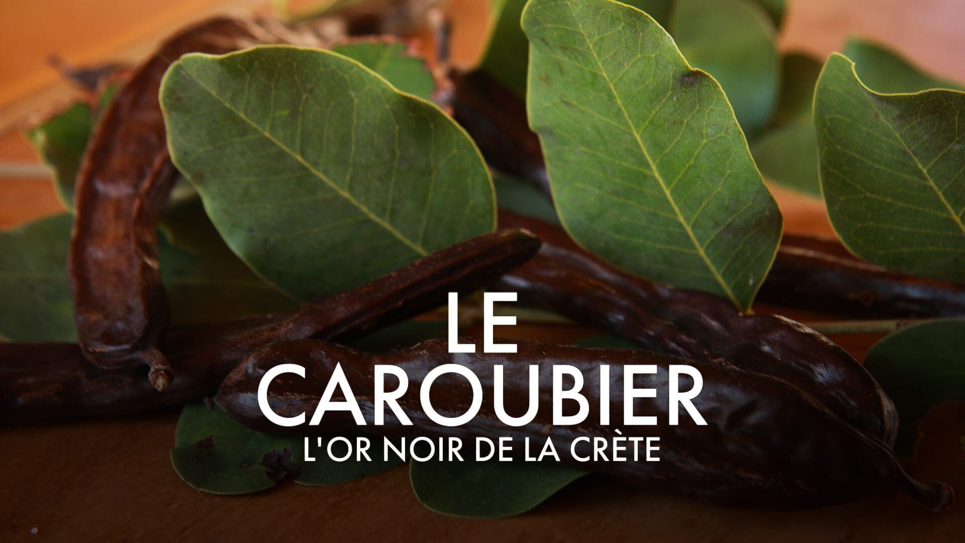 Vignette du programme télé Le caroubier, l'or noir de la Crète
