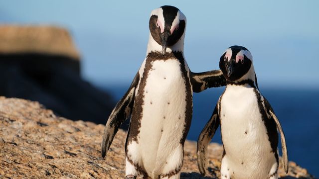 Vignette du programme télé Le zoo de San Diego - Saison 1