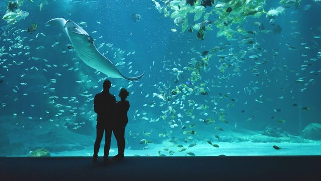 Vignette du programme télé Nausicaá, dans les coulisses du plus grand aquarium d'Europe - Saison 1
