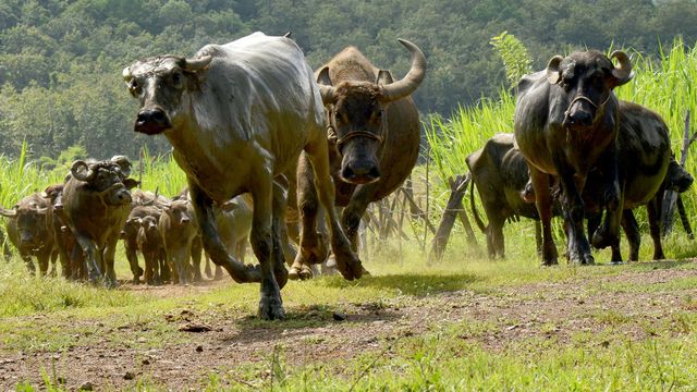 Vignette du programme télé Les buffles, l'avenir pour le Laos ?