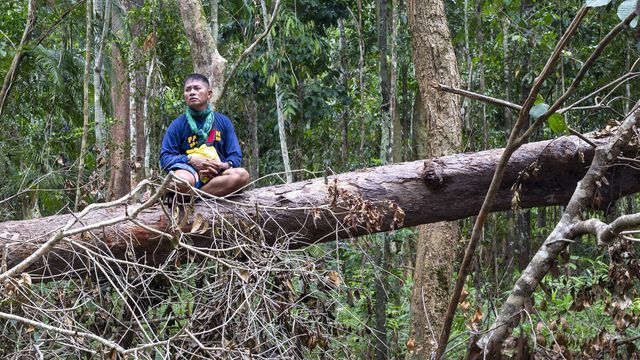 Vignette du programme télé Philippines, sauver la forêt au péril de sa vie
