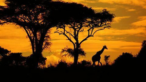 Vignette du programme télé Pays et marchés du monde (Kenya : Amboseli) S4