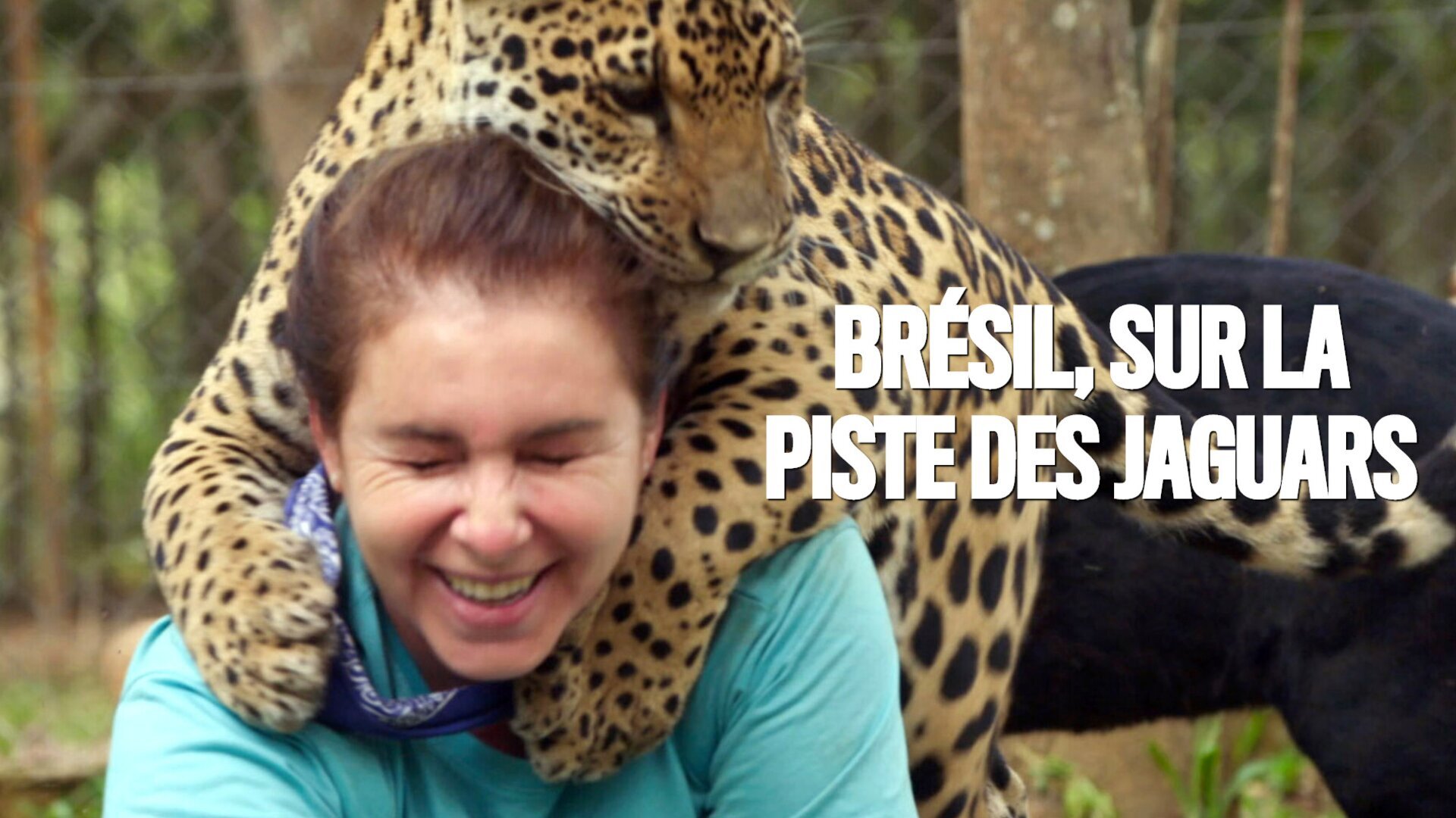 Vignette du programme télé Brésil, sur la piste des jaguars