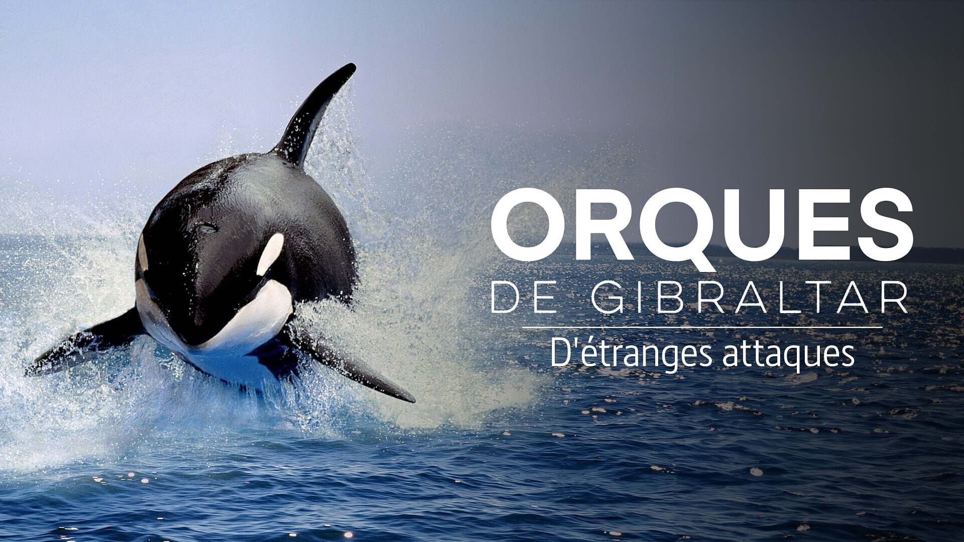 Vignette du programme télé Orques de Gibraltar : D'étranges attaques