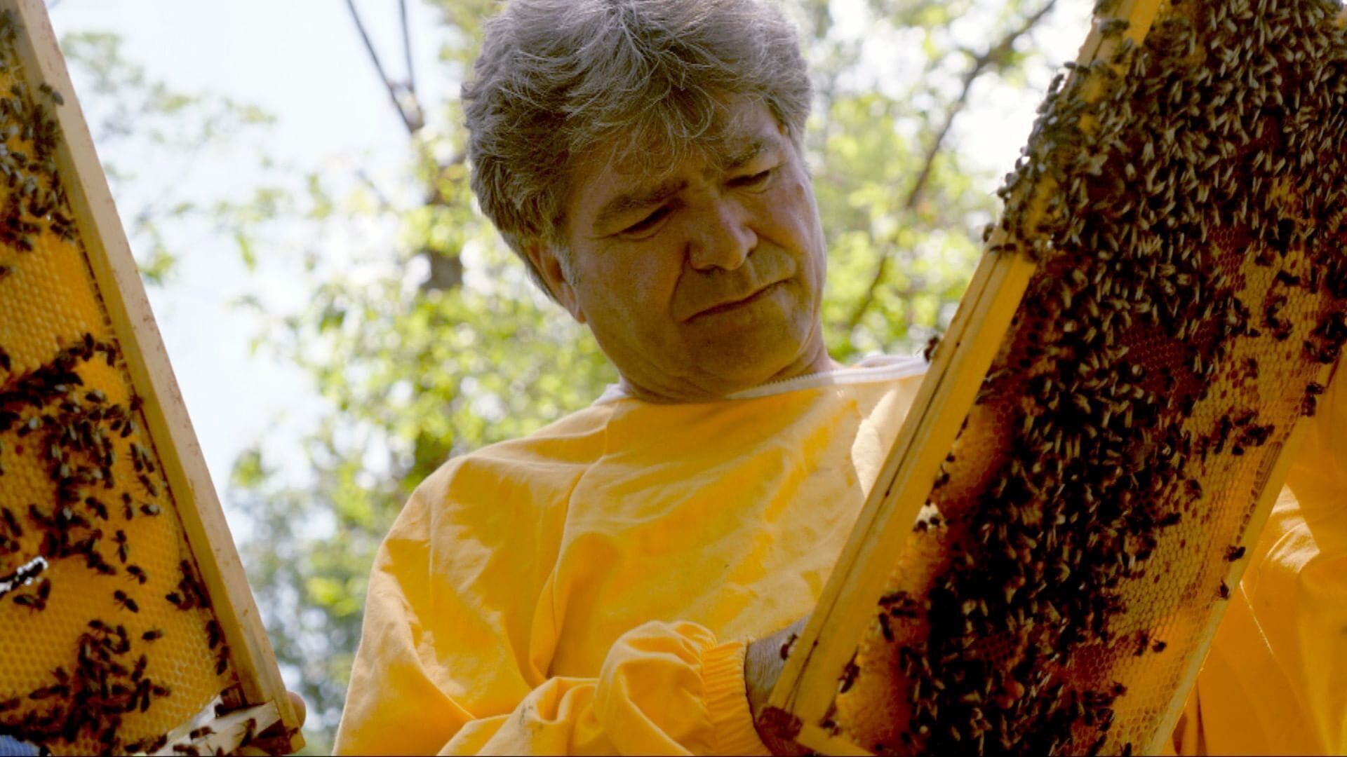 Vignette du programme télé Les maîtres des abeilles