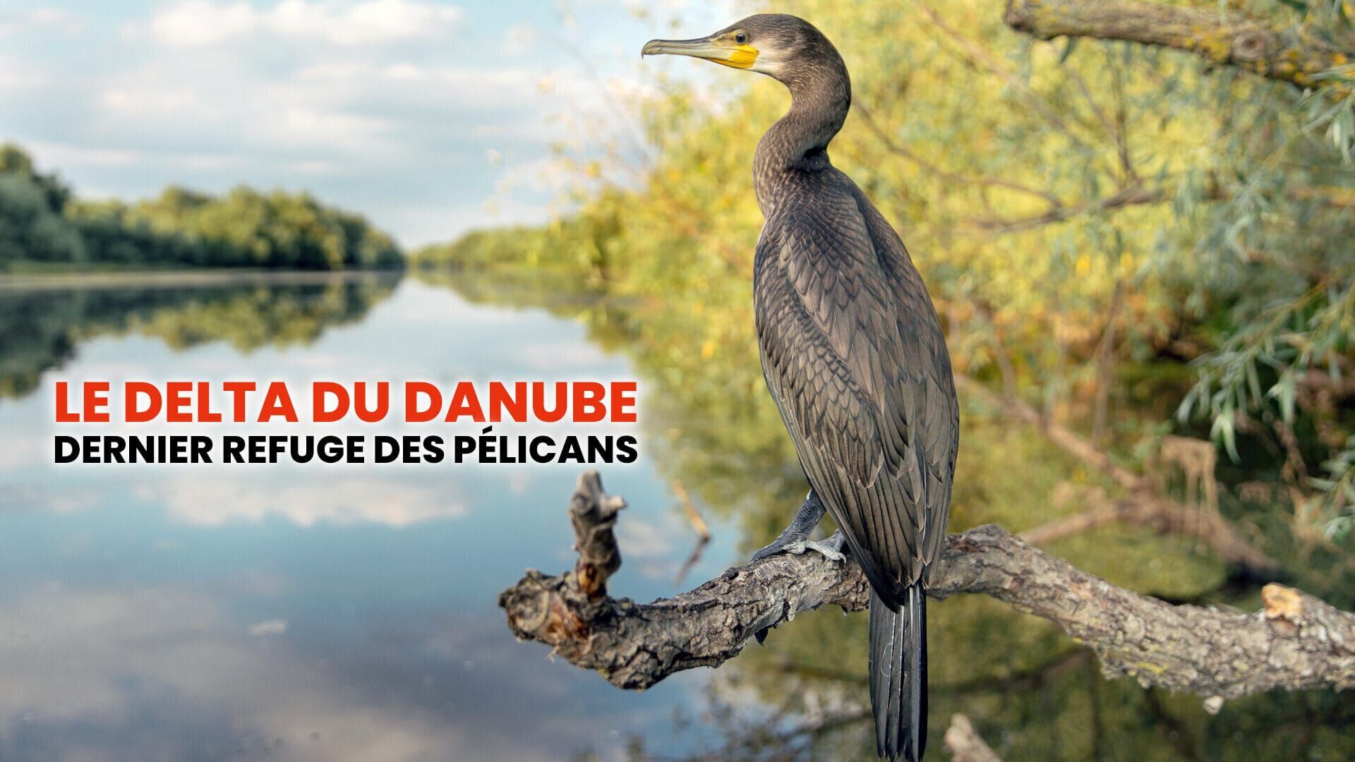 Vignette du programme télé Le delta du Danube, dernier refuge des pélicans