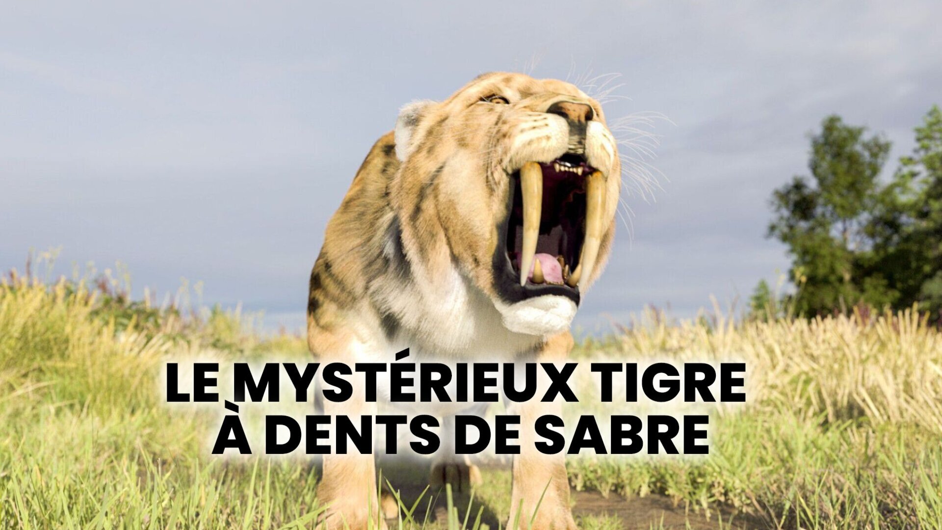 Vignette du programme télé Le mystérieux tigre à dents de sabre