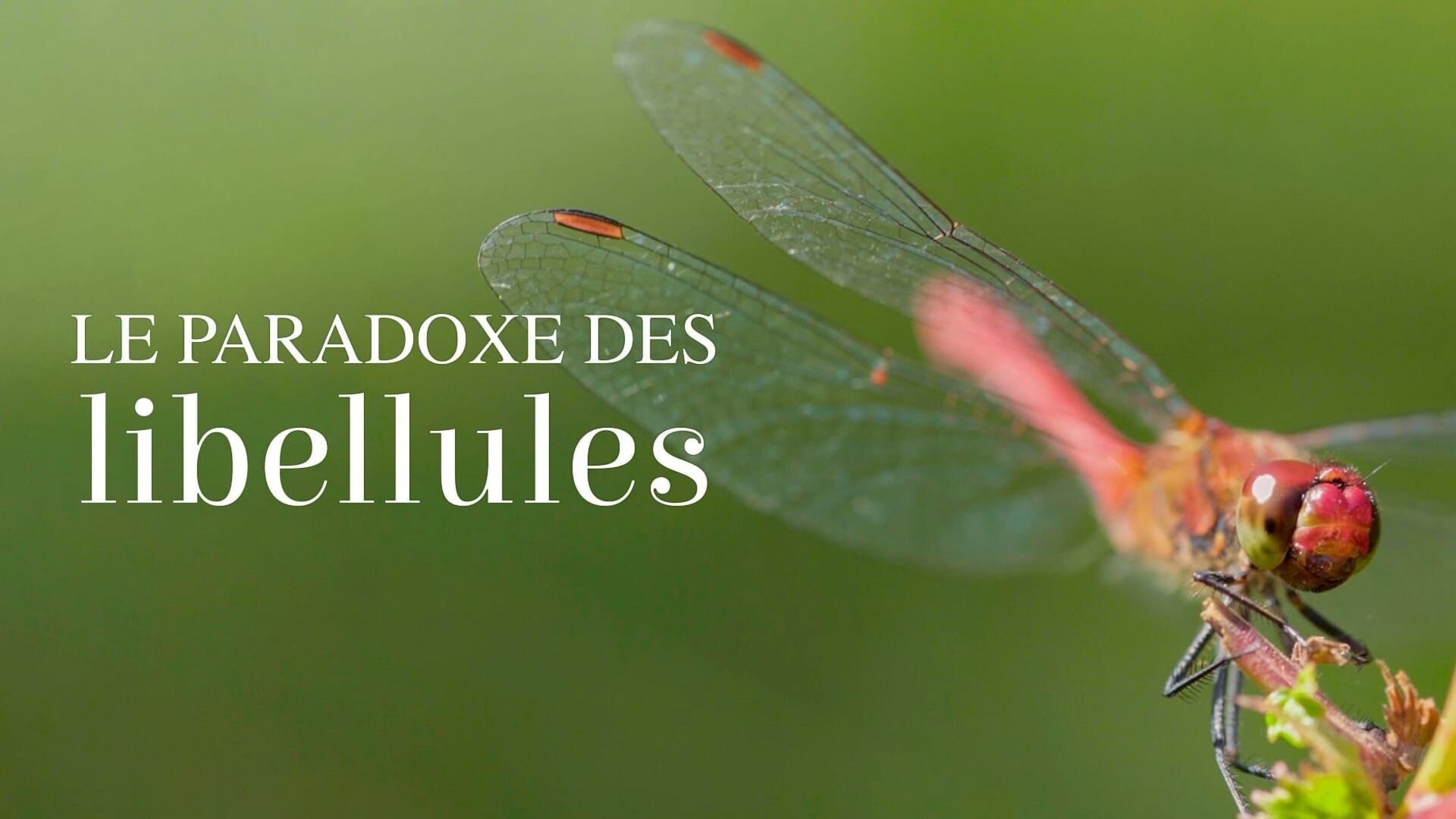 Vignette du programme télé Le paradoxe des libellules