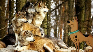 Vignette du programme télé Le guide du froussard (La bête du Gévaudan) S1 (9/10)