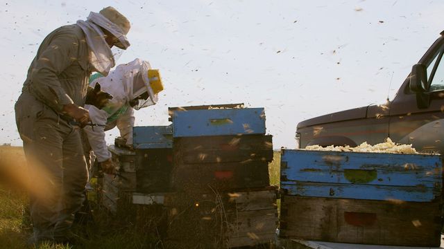 Vignette du programme télé Les maîtres des abeilles - Saison 1