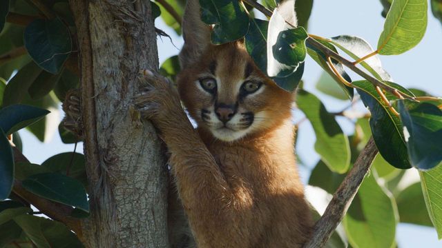 Vignette du programme télé Caracal : La société du chat solitaire