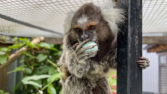 Vignette du programme télé Cohabiter avec des animaux sauvages