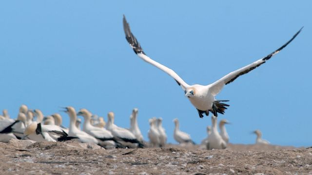 Vignette du programme télé Les super-prédateurs des mers - Saison 1