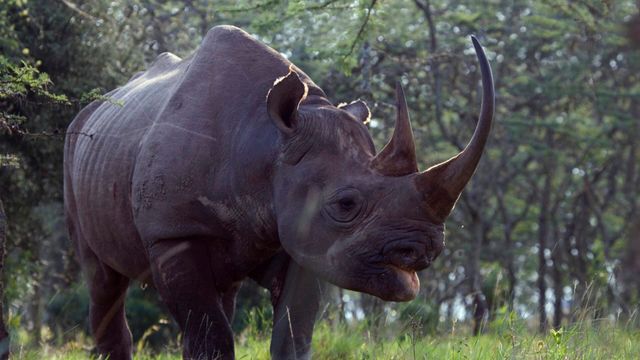 Vignette du programme télé Le zoo de San Diego - Saison 1