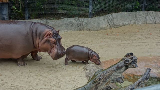 Vignette du programme télé Le Zoo de San Diego - Saison 2