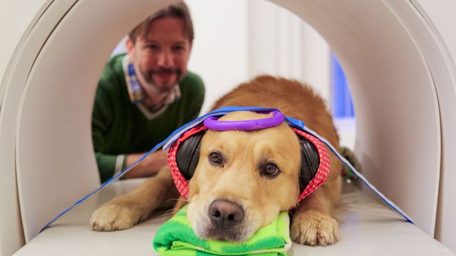 Vignette du programme télé Les chiens peuvent-ils parler ? - Des boutons pour communiquer