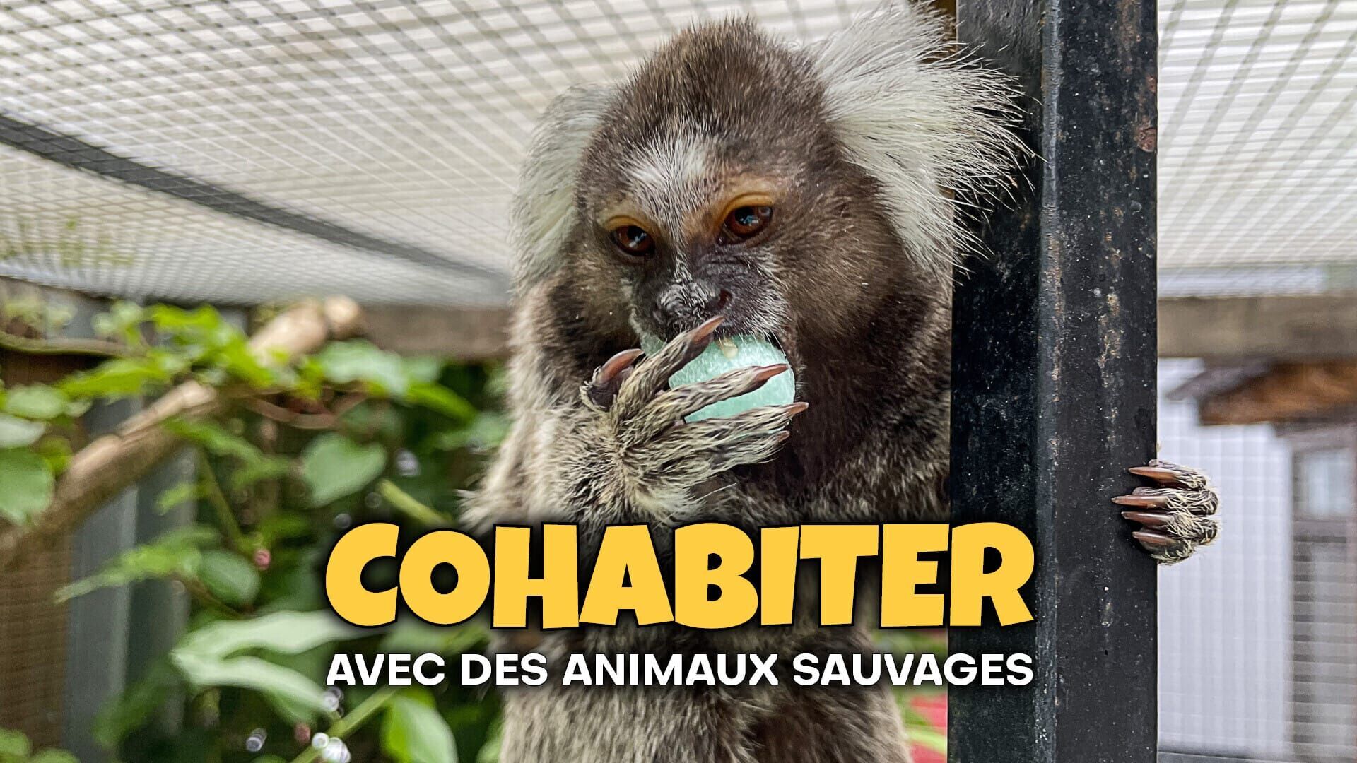 Vignette du programme télé Cohabiter avec des animaux sauvages