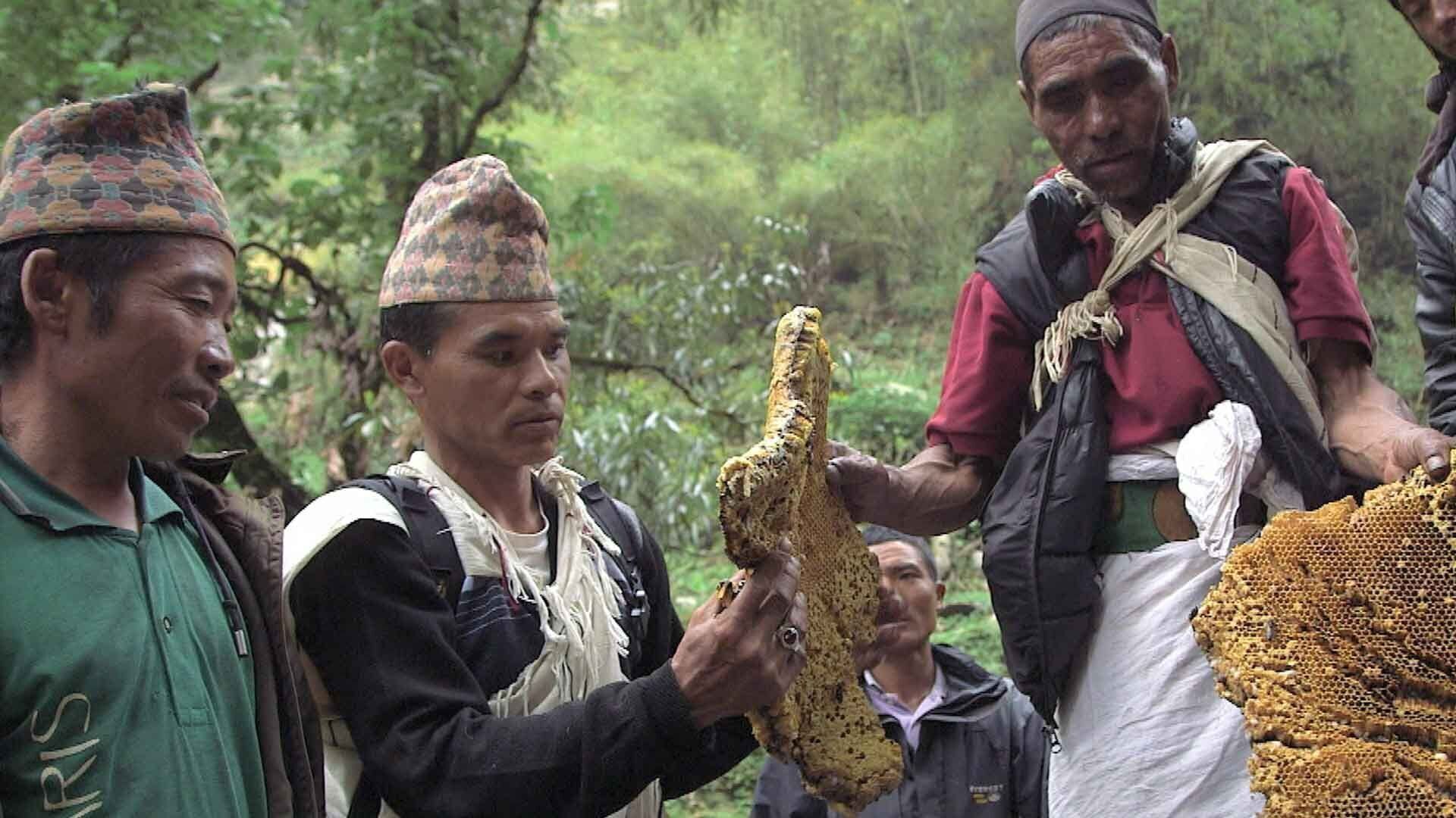 Vignette du programme télé Les maîtres des abeilles