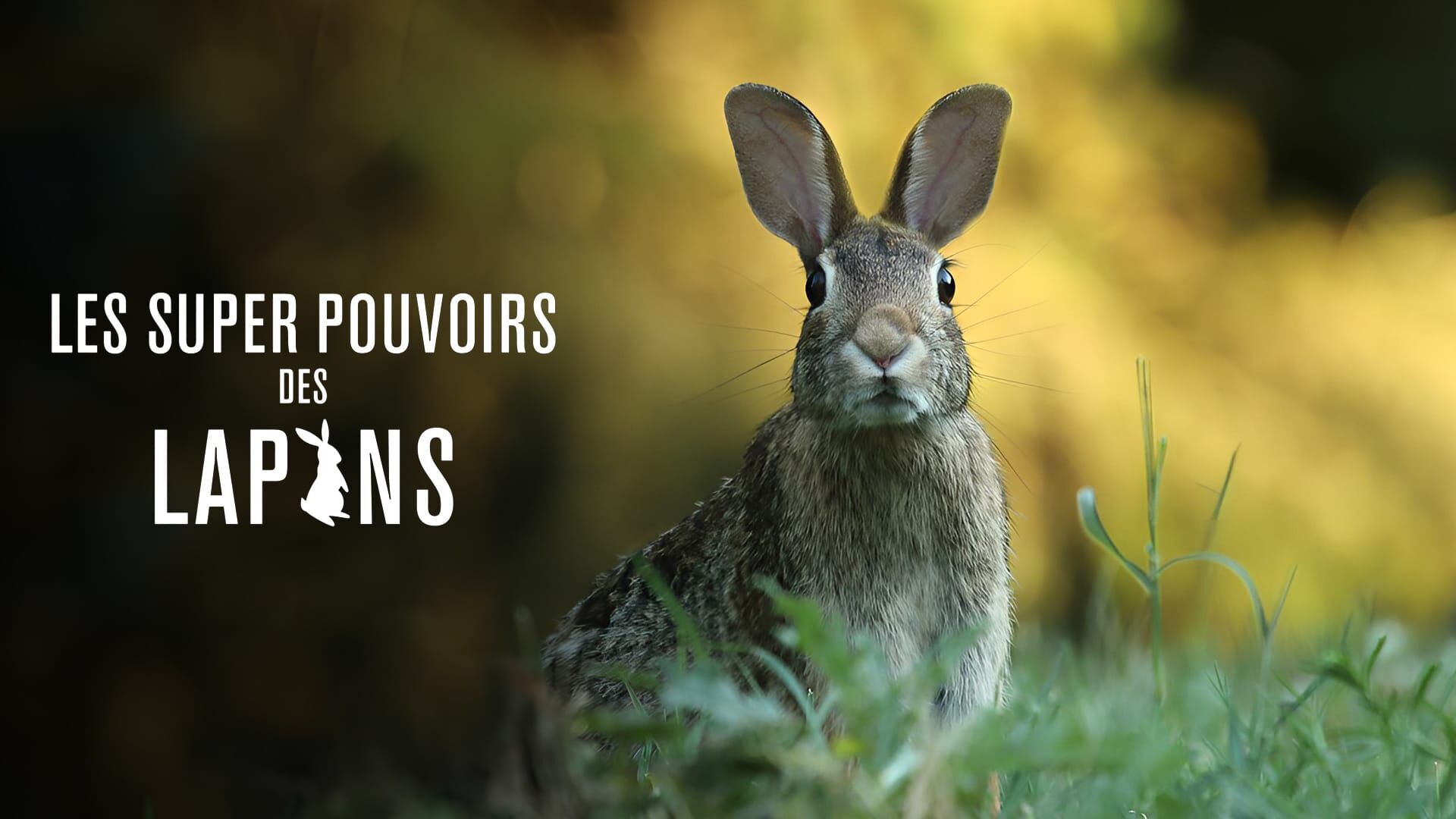 Vignette du programme télé Les super-pouvoirs des lapins