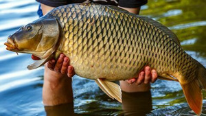 Vignette du programme télé Le spot aux grosses carpes