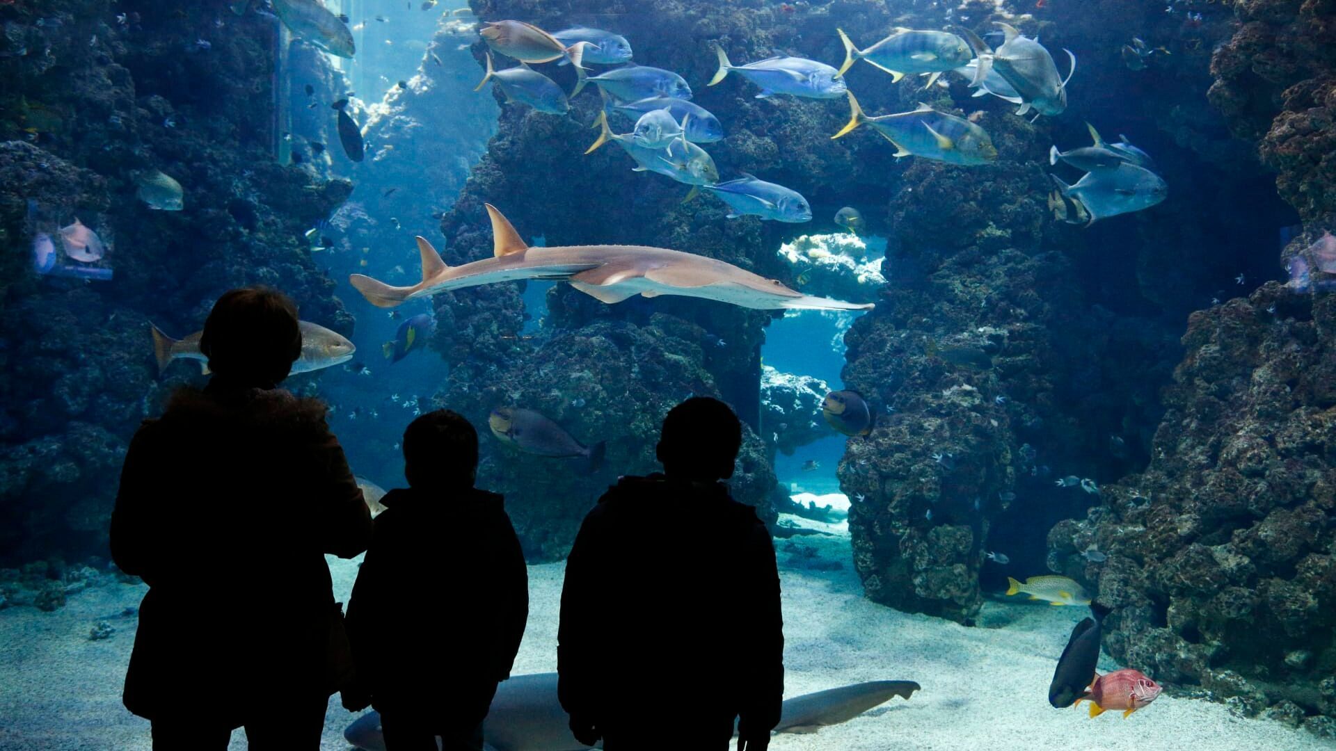 Vignette du programme télé Méga loisirs : constructions XXL