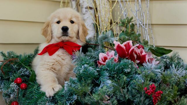 Vignette du programme télé Lettres magiques au père Noël