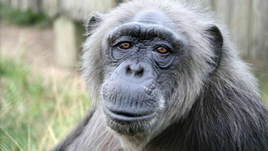 Vignette du programme télé Jane Goodall et les chimpanzés de Tchimpounga (Sauver les orphelins) S1 (1/6)