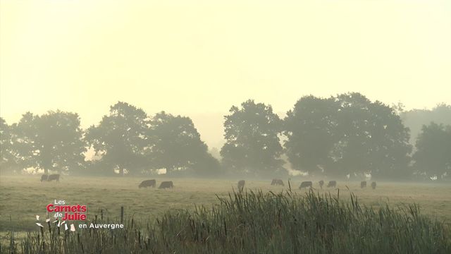 Vignette du programme télé Les carnets de Julie