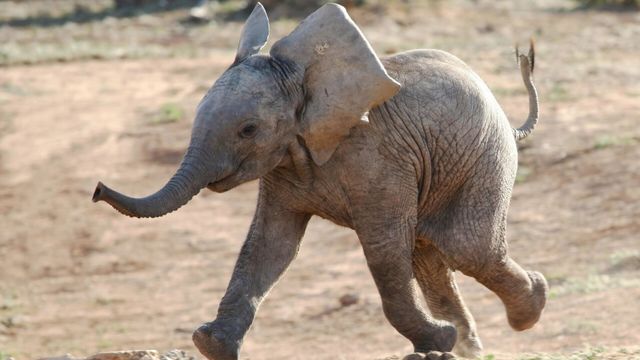 Vignette du programme télé Naissances extraordinaires au zoo - Saison 1