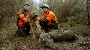 Vignette du programme télé Sur la voie de l'animal blessé