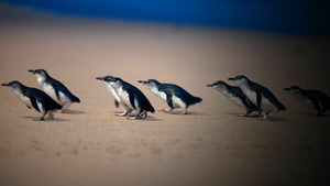 Vignette du programme télé A la rencontre des manchots d'Australie S1 (n°1)