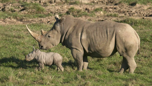 Vignette du programme télé Au coeur du zoo (Chats superstars) (n°2)