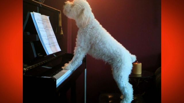 Vignette du programme télé Le Must du ridicule