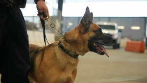 Vignette du programme télé Ultimate Airport USA (Liquide en stock) S8 (n°4)