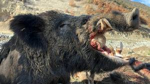 Vignette du programme télé Domuz ! Le sanglier de Turquie
