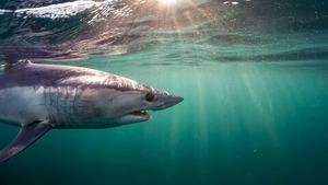 Vignette du programme télé Fish Forever (Le requin-renard) S2 (n°1)