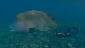Vignette du programme télé Australie : les profondeurs de l'océan (L'Ouest australien) S1 (3/3)