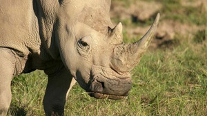 Vignette du programme télé Au coeur du zoo (La belle et la bête) (n°5)