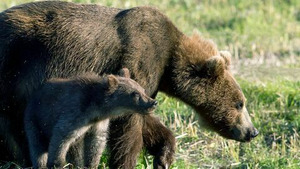 Vignette du programme télé L'année de l'ours