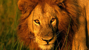 Vignette du programme télé Planète carnivore (L'ours polaire) (n°1)