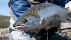 Vignette du programme télé La globe-trotteuse Chasse & Pêche (Alaskan Salmon Run) S4 (n°3)