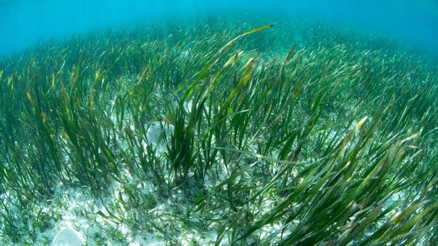 Vignette du programme télé Aux Baléares, sauver les herbiers marins