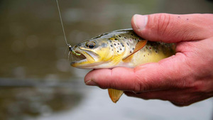 Vignette du programme télé Cuisine de pêcheur (Bibery Trout Farm) S1 (10/12)