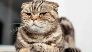 Vignette du programme télé L'incroyable Dr Pol (Contes de fées-térinaires) (n°7)