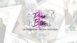 Vignette du programme télé Pense-Bêtes S1