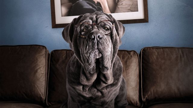 Vignette du programme télé Mon chien Stupide